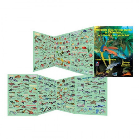 discovery-of-the-underwater-life-of-the-atlantic-editions-turtle-prod-book-multi