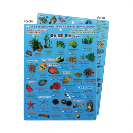 guide-to-the-discovery-of-red-underwater-life-in-the-mediterranean-editions-turtle-prod-book-multi