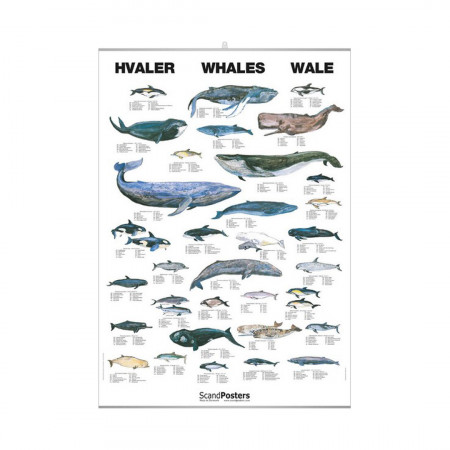 baleines-editions-scandposters-livre