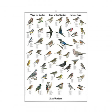 oiseaux-editions-scandposters-livre