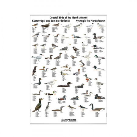 oiseaux-cotiers-editions-scandposters-livre