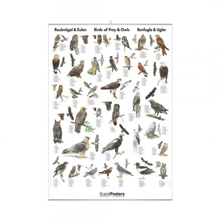 oiseaux-cotiers-editions-scandposters-livre