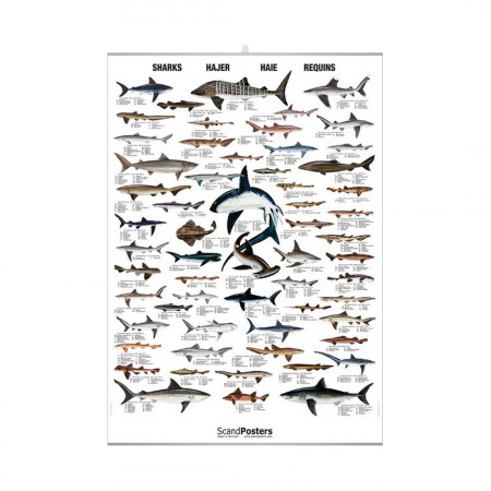 sharks-editions-scandposters-book