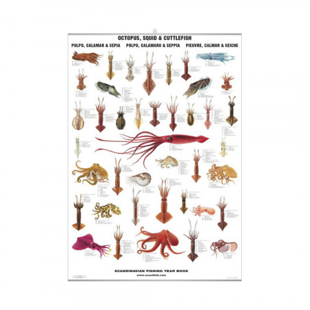 octopus-squid-and-cuttlefish-editions-scandposters-book