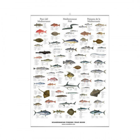 poissons-de-la-mediterranee-editions-scandposters-livre