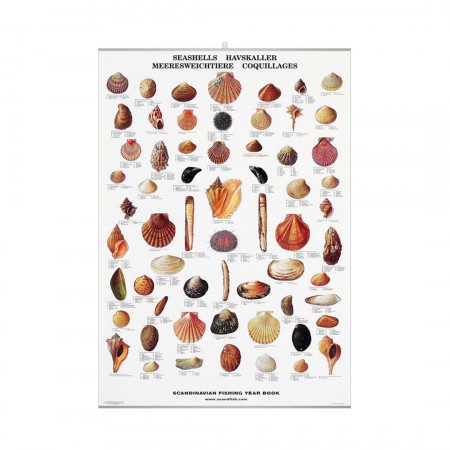 coquillages-editions-scandposters-livre