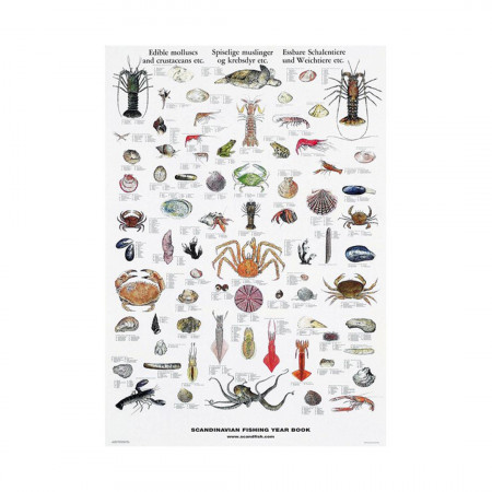 mollusques-et-crustaces-comestibles-editions-scandposters-livre