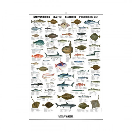 poissons-de-mer-editions-scandposters-livre