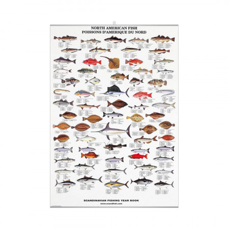 poissons-d-amerique-du-nord-editions-scandposters-livre